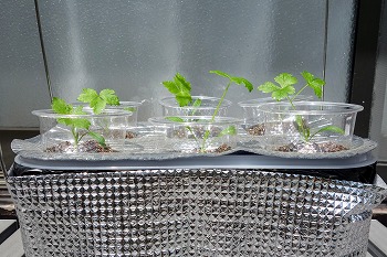 f:id:haruirosoleil:20210424183748j:plain