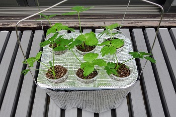 f:id:haruirosoleil:20210509175834j:plain