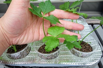 f:id:haruirosoleil:20210509175840j:plain