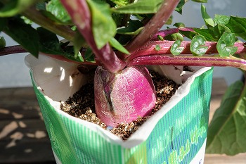 ミニ大根を牛乳パックで栽培中 限られたスペースでどこまで成長するのか確かめます 春色ソレイユ