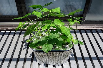 f:id:haruirosoleil:20210523153450j:plain