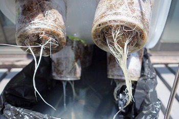 f:id:haruirosoleil:20210523153457j:plain