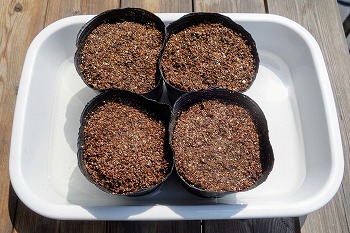 f:id:haruirosoleil:20210530175157j:plain