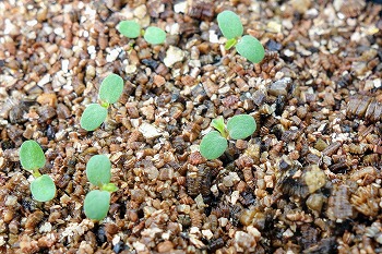 f:id:haruirosoleil:20210605155710j:plain