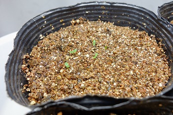 f:id:haruirosoleil:20210605195119j:plain