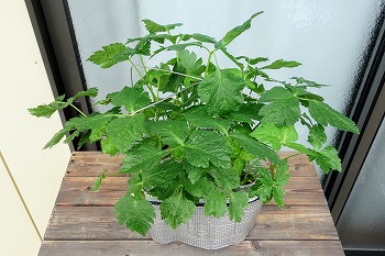 f:id:haruirosoleil:20210611195330j:plain