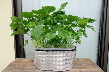 f:id:haruirosoleil:20210611195333j:plain