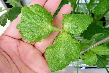 f:id:haruirosoleil:20210611195336j:plain