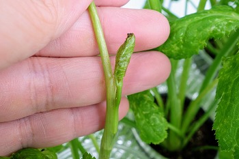 f:id:haruirosoleil:20210611195338j:plain