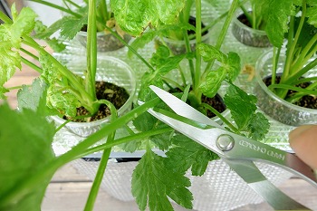 f:id:haruirosoleil:20210611195341j:plain