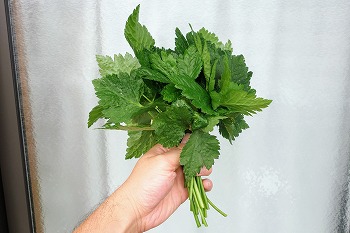 f:id:haruirosoleil:20210611195351j:plain