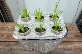 f:id:haruirosoleil:20210611195355j:plain