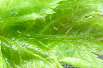 f:id:haruirosoleil:20210611195400j:plain