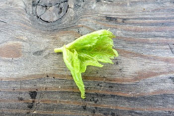 f:id:haruirosoleil:20210611195405j:plain