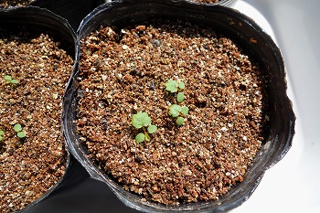 f:id:haruirosoleil:20210615213112j:plain