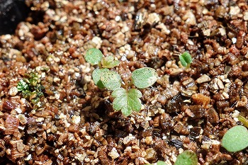 f:id:haruirosoleil:20210615213129j:plain