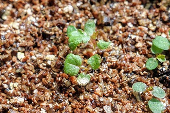 f:id:haruirosoleil:20210615213131j:plain