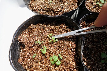 f:id:haruirosoleil:20210615213134j:plain