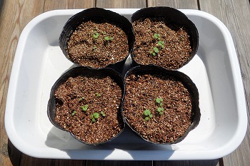 f:id:haruirosoleil:20210615213225j:plain