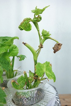 f:id:haruirosoleil:20210619181931j:plain