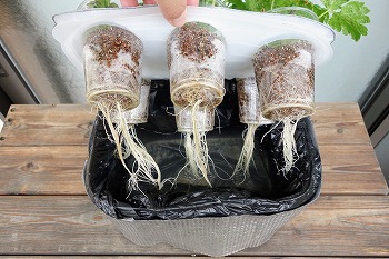 f:id:haruirosoleil:20210619181941j:plain