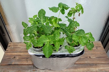 f:id:haruirosoleil:20210626213917j:plain