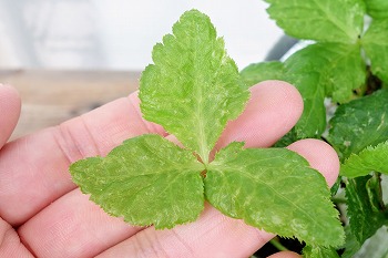 f:id:haruirosoleil:20210626213922j:plain