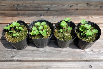 f:id:haruirosoleil:20210627100016j:plain