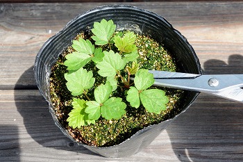 f:id:haruirosoleil:20210627100019j:plain