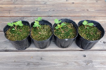 f:id:haruirosoleil:20210627100020j:plain