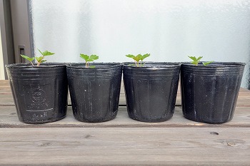 f:id:haruirosoleil:20210627100023j:plain