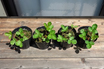 f:id:haruirosoleil:20210711083101j:plain