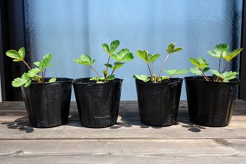 f:id:haruirosoleil:20210711083102j:plain