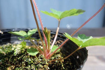 f:id:haruirosoleil:20210711083105j:plain