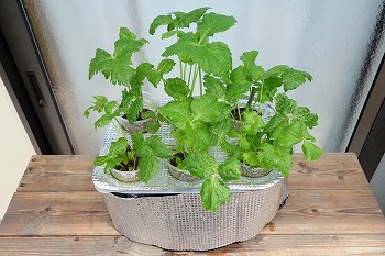 f:id:haruirosoleil:20210711091454j:plain