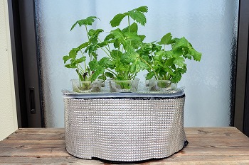 f:id:haruirosoleil:20210711091456j:plain