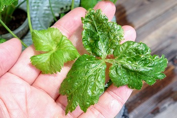 f:id:haruirosoleil:20210711091500j:plain