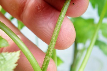 f:id:haruirosoleil:20210711091503j:plain