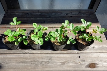 f:id:haruirosoleil:20210718193425j:plain