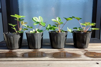 f:id:haruirosoleil:20210718193427j:plain