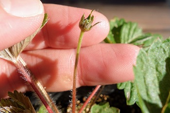 f:id:haruirosoleil:20210718193429j:plain