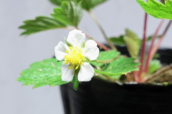 f:id:haruirosoleil:20210722202827j:plain