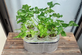 f:id:haruirosoleil:20210730214103j:plain