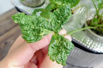 f:id:haruirosoleil:20210730214118j:plain