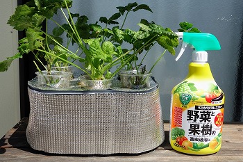 f:id:haruirosoleil:20210730214124j:plain