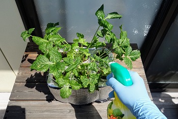 f:id:haruirosoleil:20210730214130j:plain