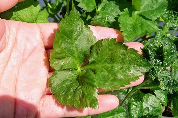 f:id:haruirosoleil:20210801211128j:plain