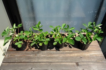 f:id:haruirosoleil:20210807181523j:plain