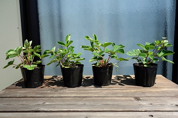 f:id:haruirosoleil:20210807181525j:plain