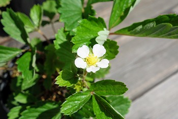 f:id:haruirosoleil:20210807181532j:plain